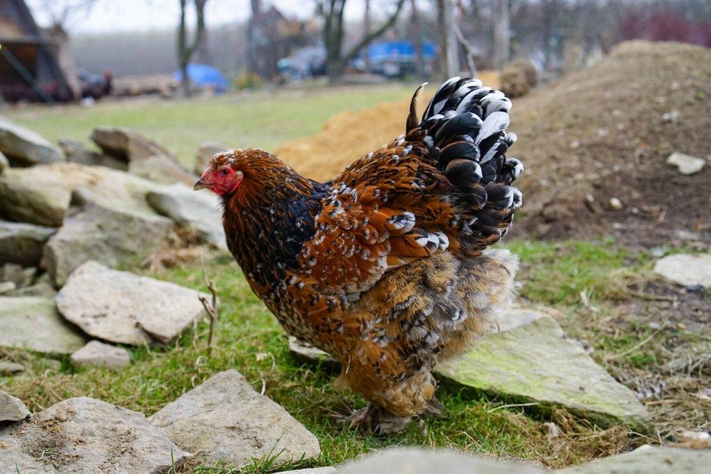 Brahmánky porcelánové🥚 (násadová vejce)