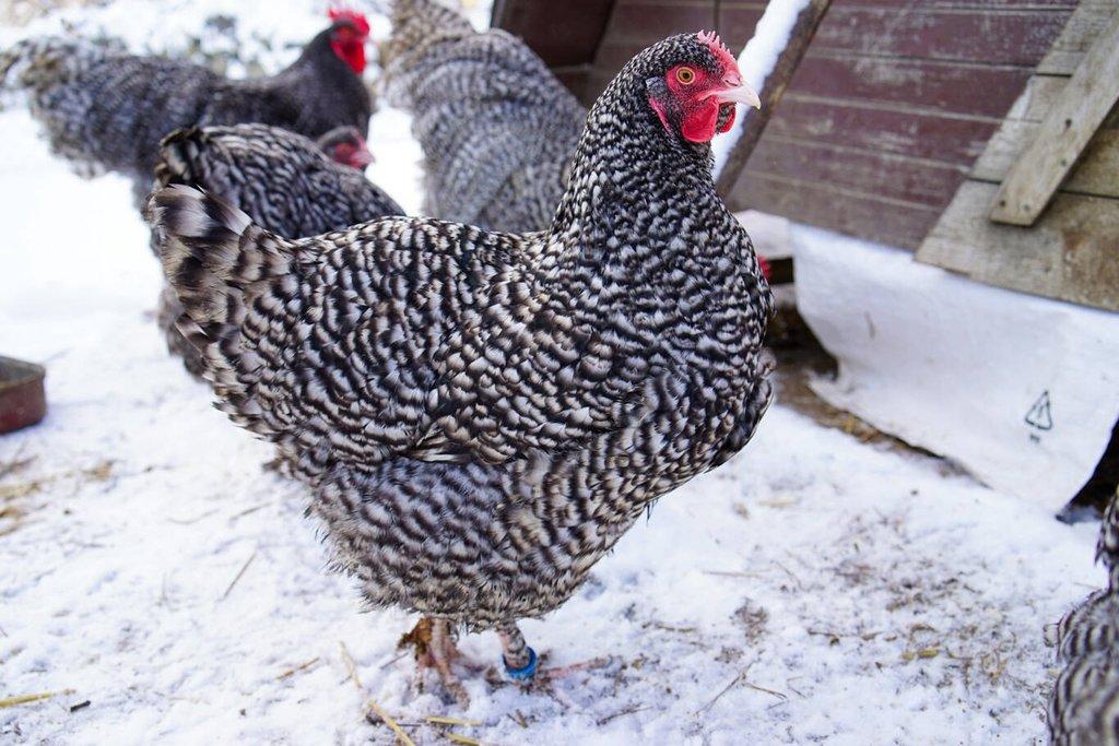 Mechelenka 🥚(násadová vejce)