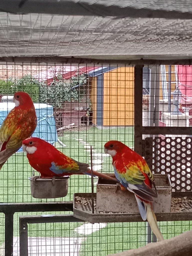 Prodám  mutační rosely