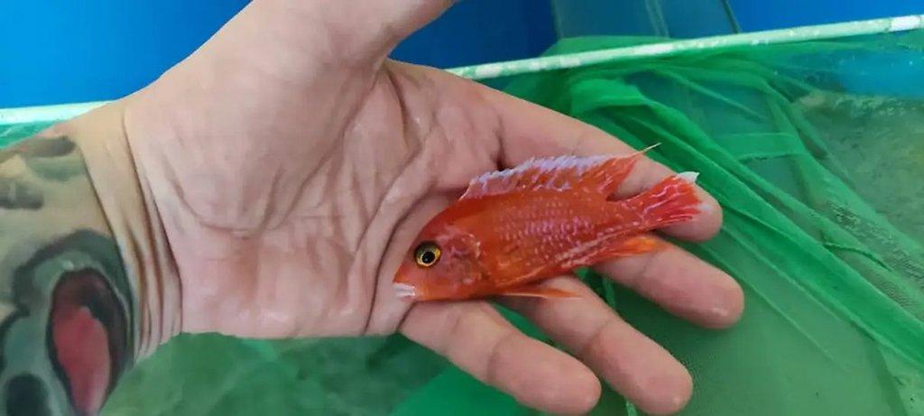 Malawi Tanganika Fauna trhy Ostrava 25.5.
