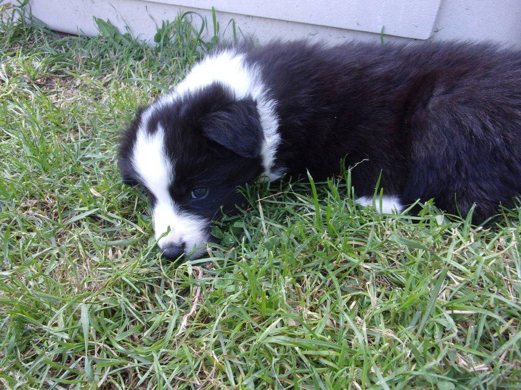 Border kolie /  collie štěňata s PP (FCI)