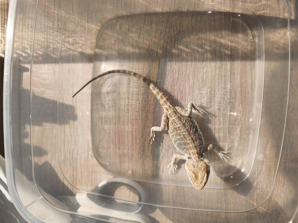 Agama vousatá - Hypo het zero