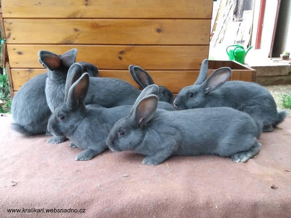 Králíci do chovu - moravský modrý