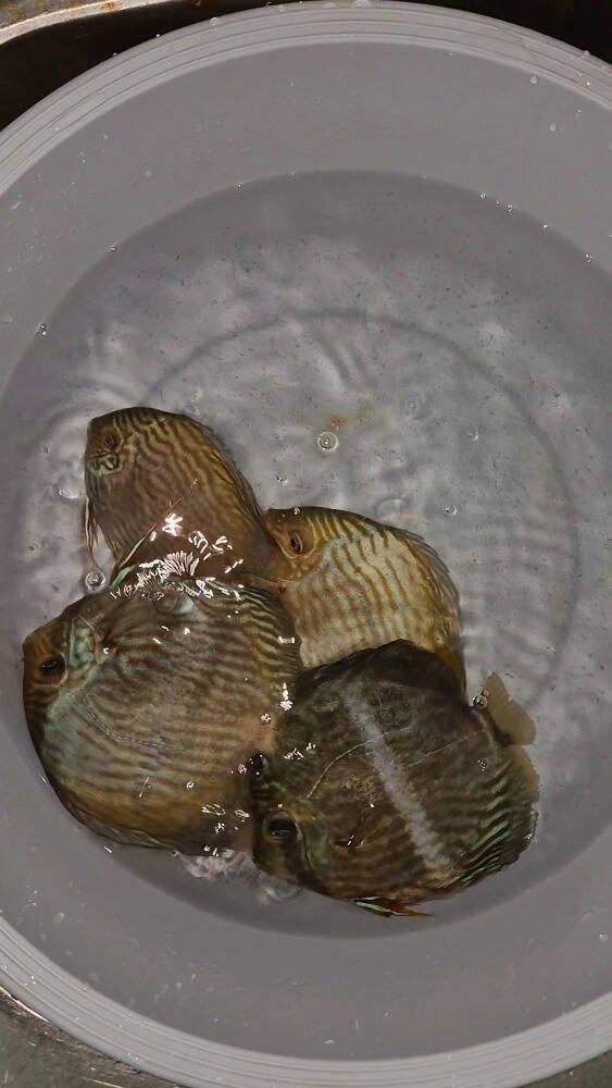 Prodej terčovců, L-sumců, skalár, rejnoků a jiných ryb