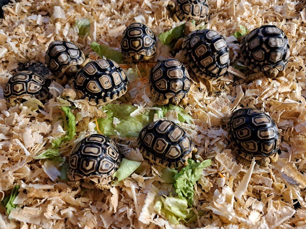 Želva pardálí (Stigmochelys pardalis)