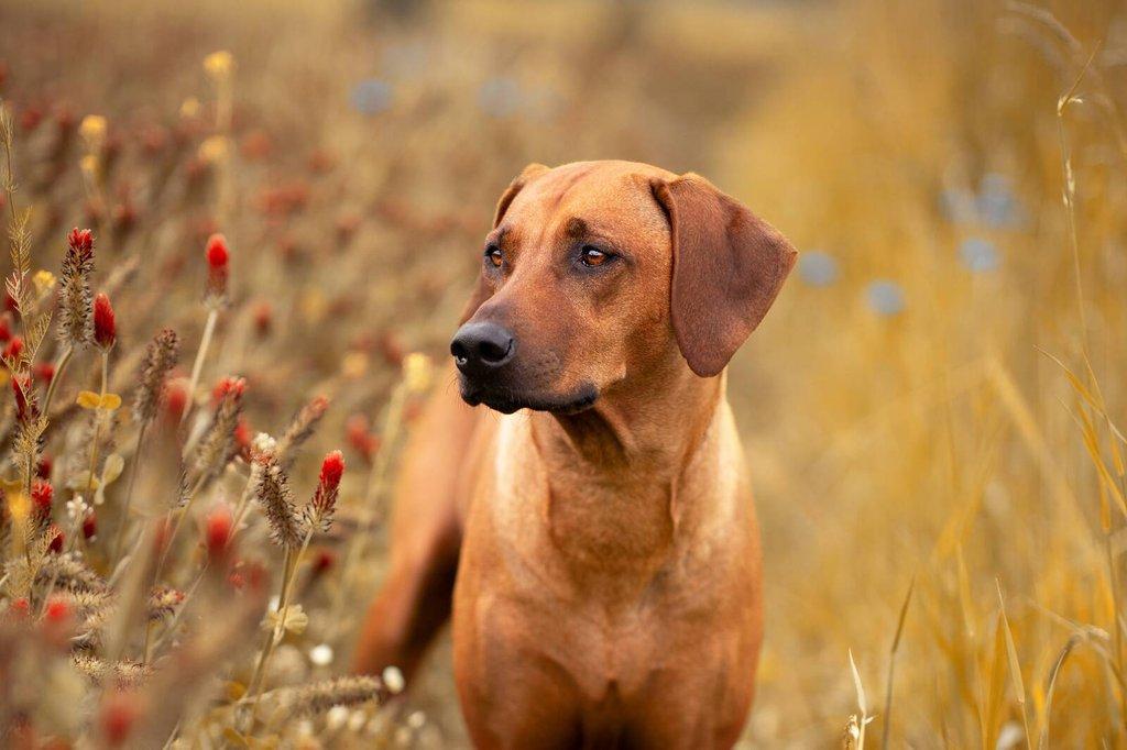Rhodéský ridgeback - štěňátka s PP
