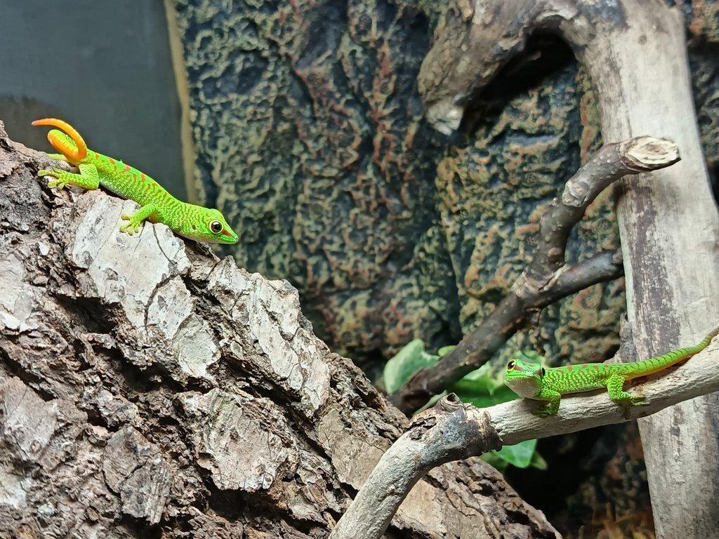 Felsuma madagaskarská (Phelsuma grandis)