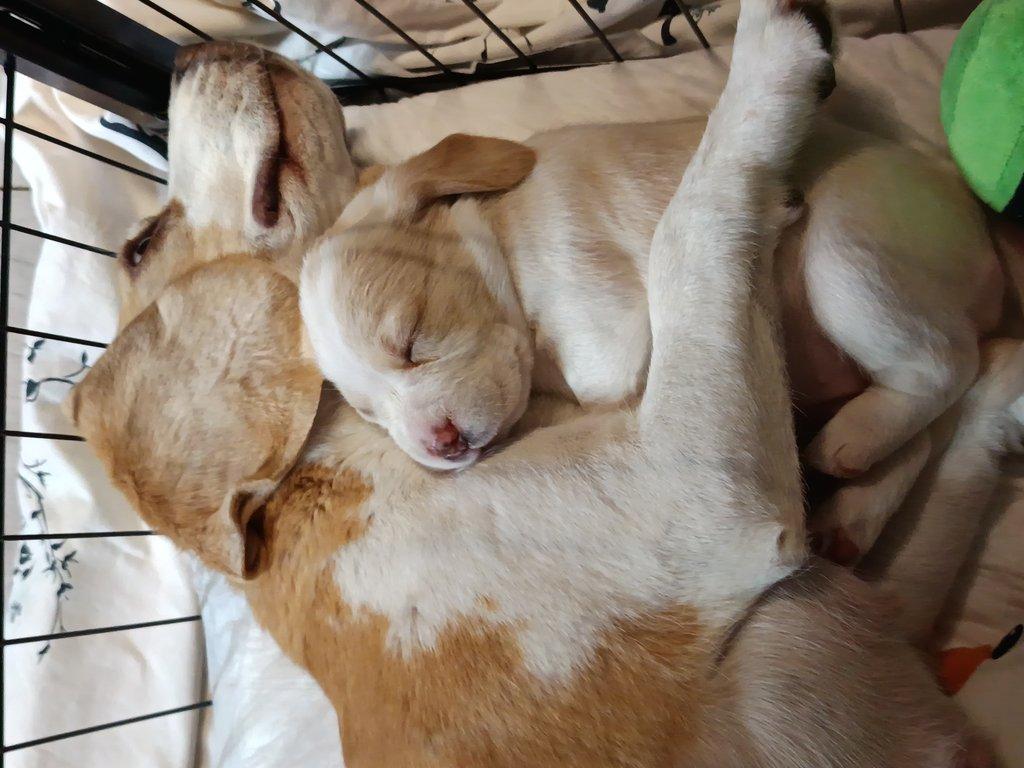 Beagle