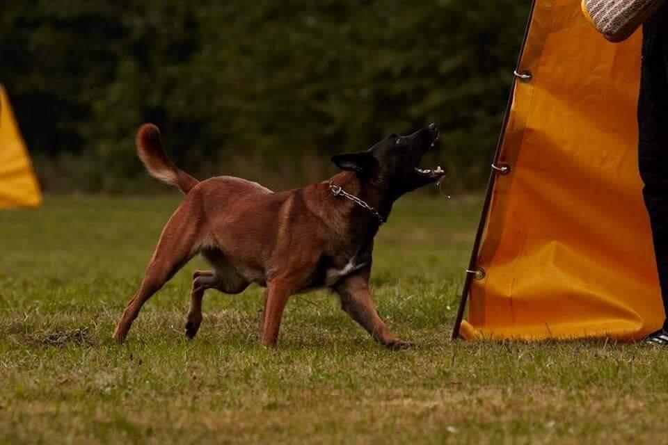 Belgický ovčák - Malinois - štěňata s pp - na záznam