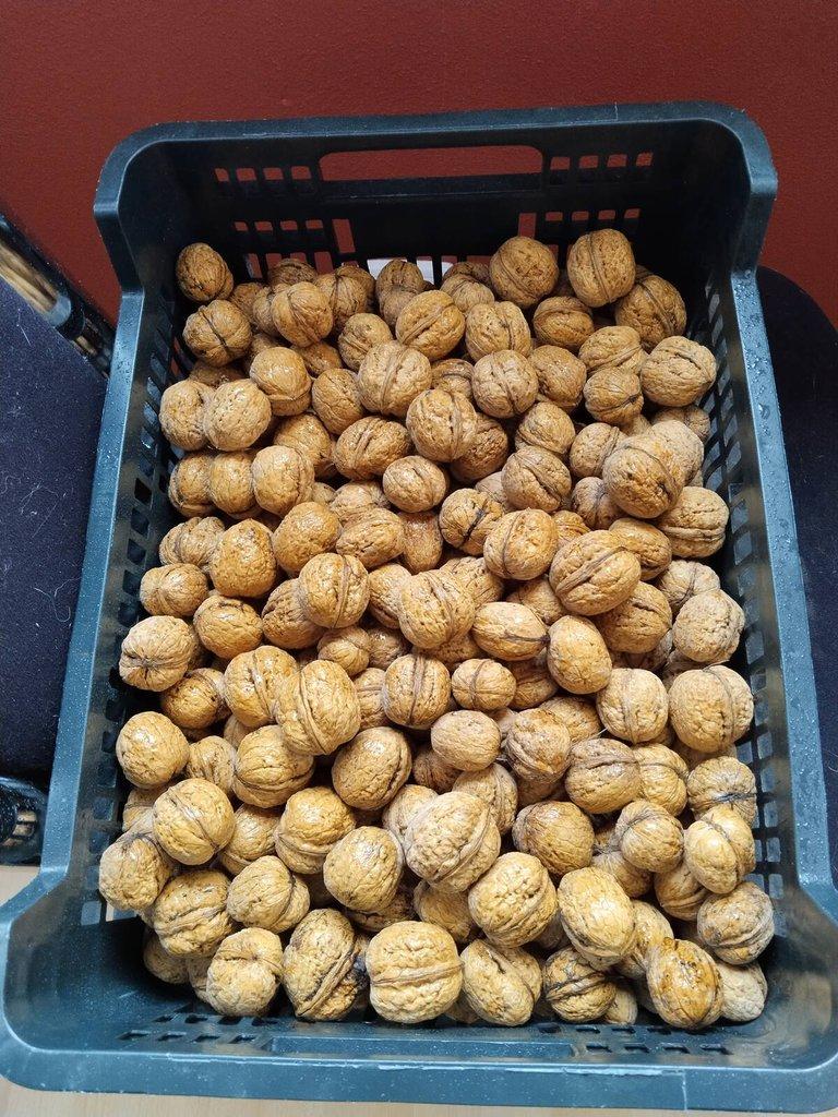 Vlašské a lískové ořechy neloupané