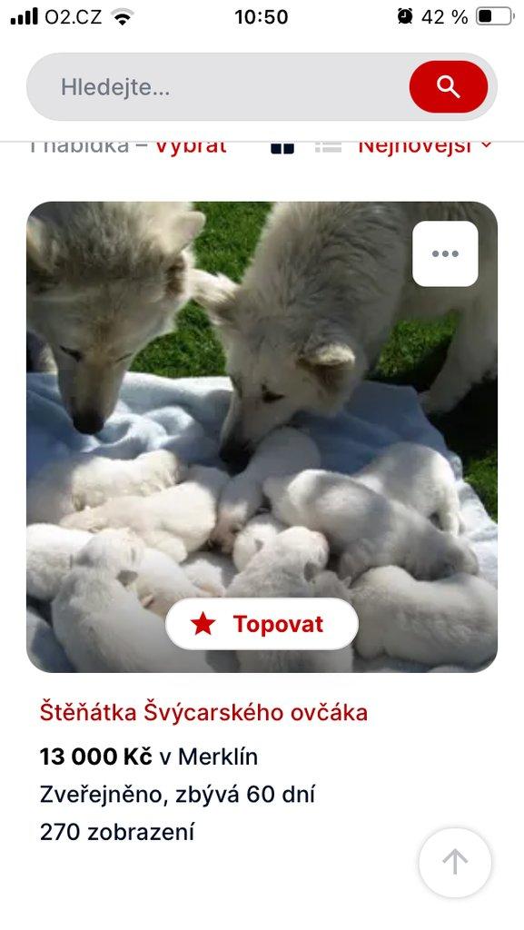 Štěňátka švýcarského ovčáka