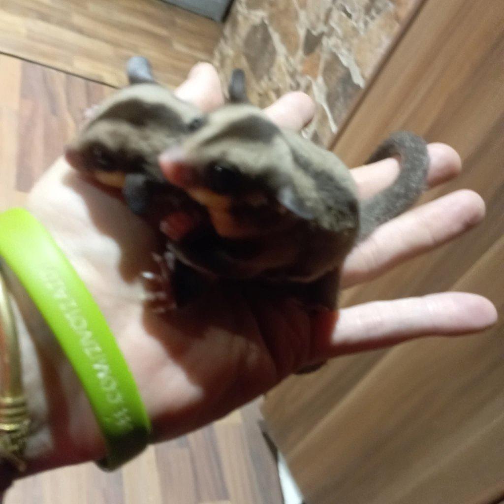 Vakoveverky létavé