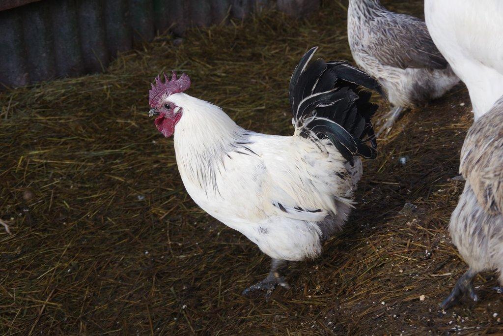 kohout Dongxiang Lukedanji