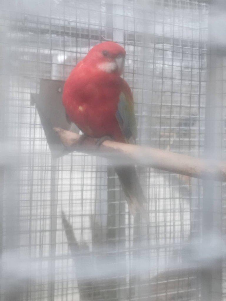 Prodám rosela pestrá gold gold opálín