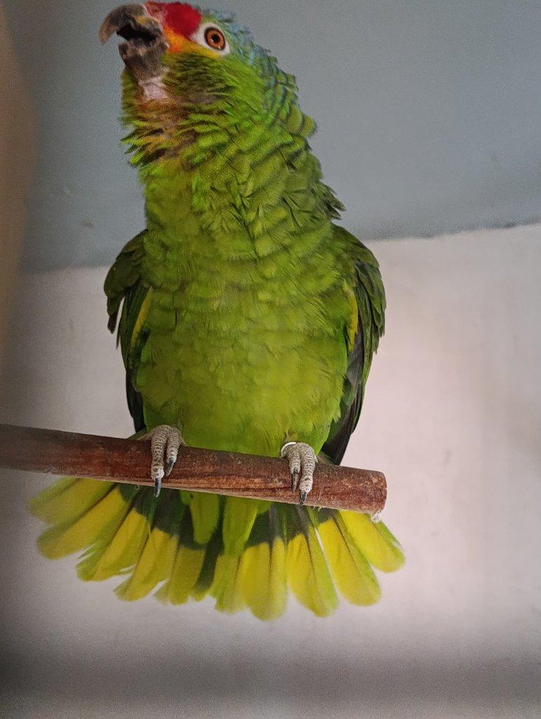 Amazoňan Žlutolící Autumnalis