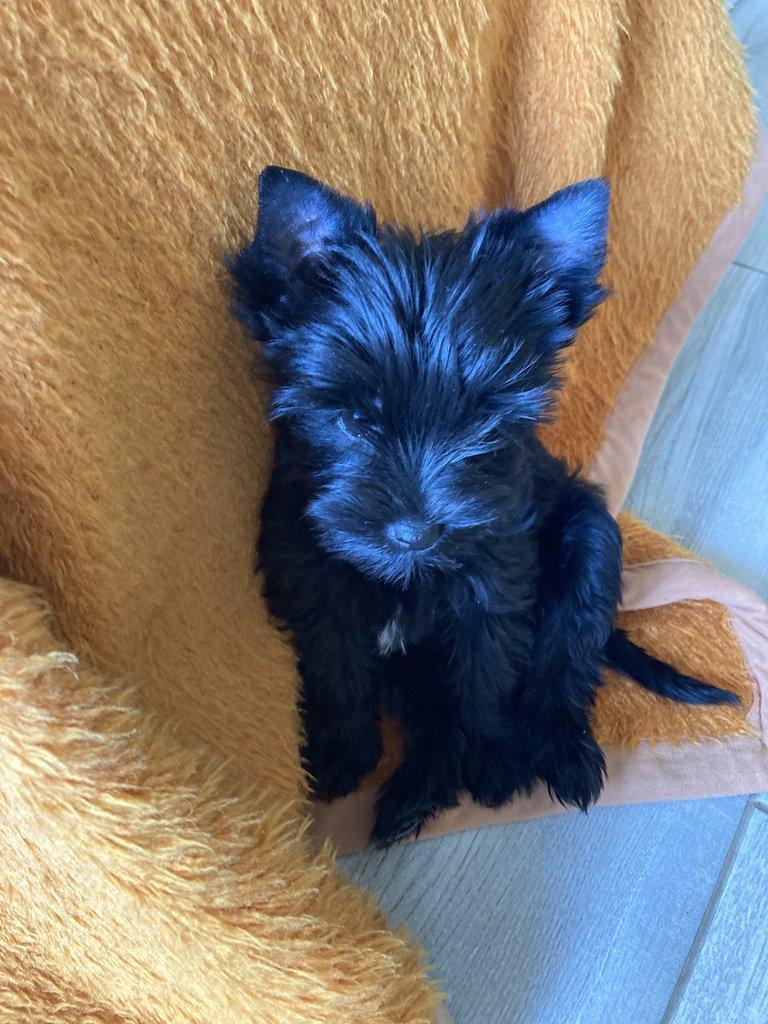 Jorkšírek  -  černé fenky s PP k odběru ihned