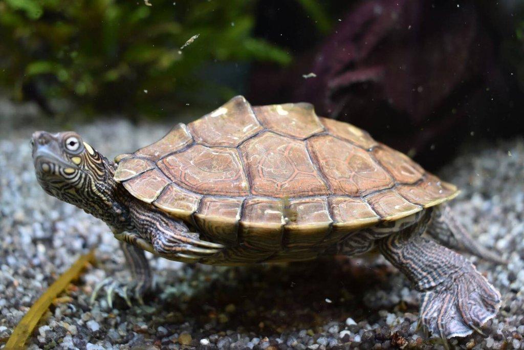 Želva mapová (graptemys ouachitensis) samec 5let