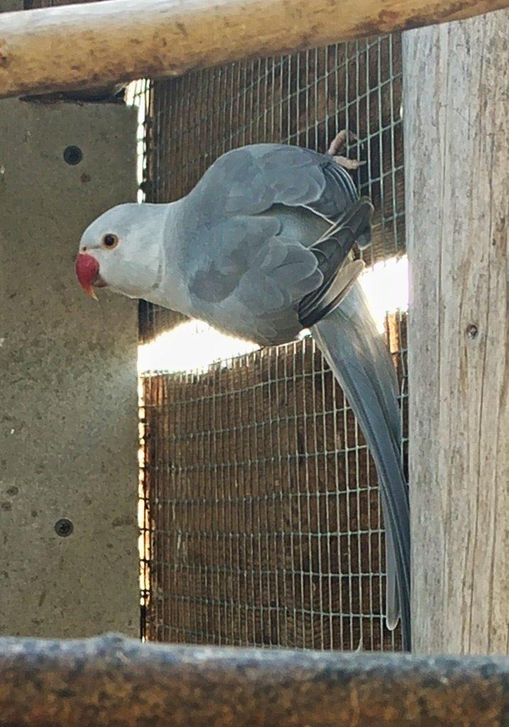 BUTTERCUP 2 letý samec