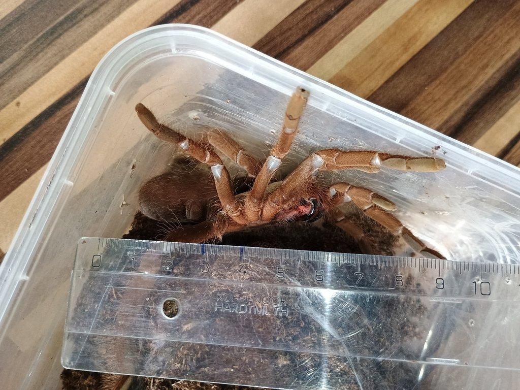 Hysterocrates gigas samice -  více kusů
