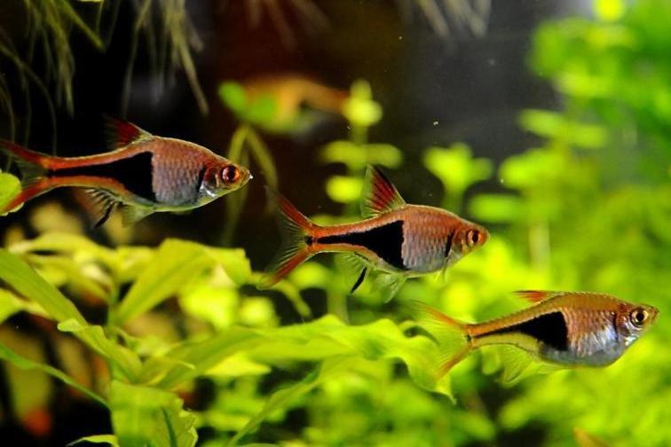 Razbora klínoskvrnná - Trigonostigma heteromorpha