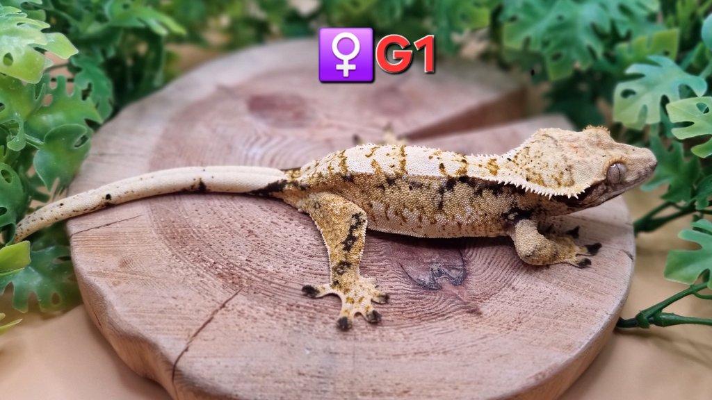 Chovná Samice 43g Extreme Harlequin