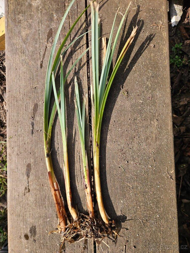 Ostřice pobřežní - bahenní rostlina k jezírku