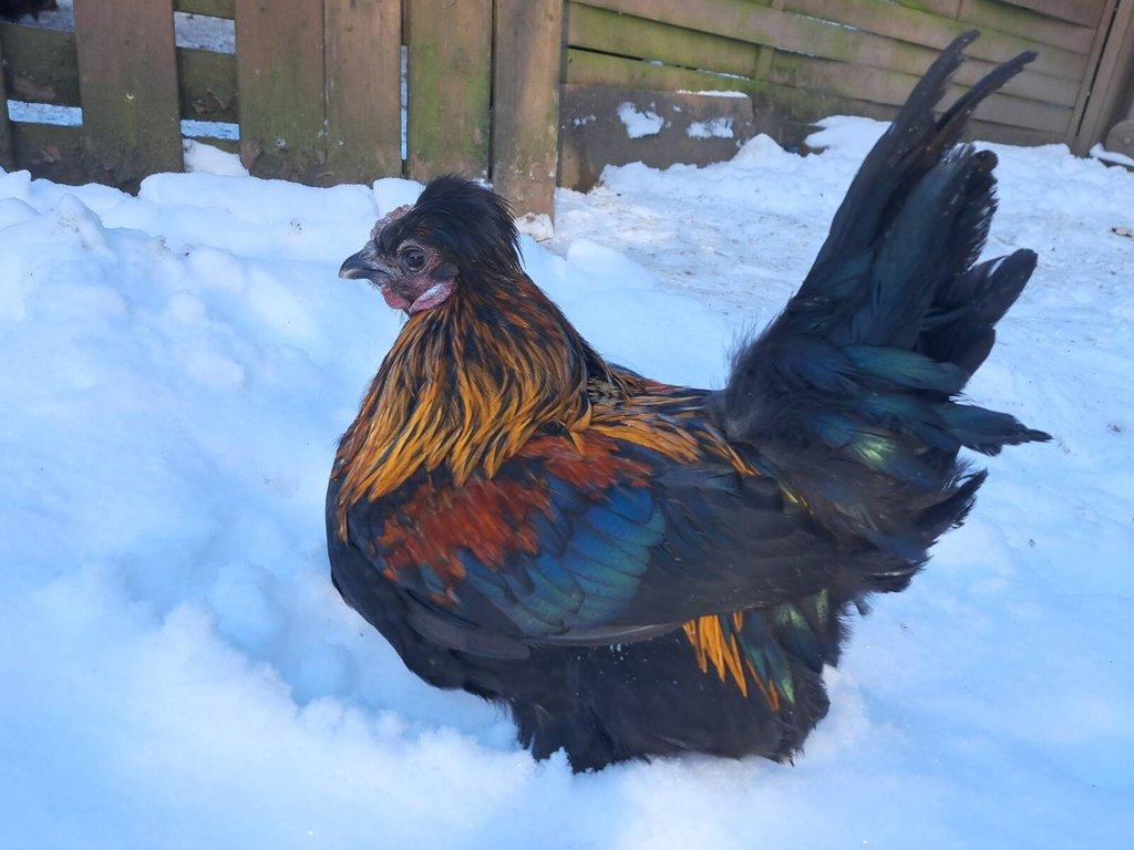 Kohout kříženec hedvábničky