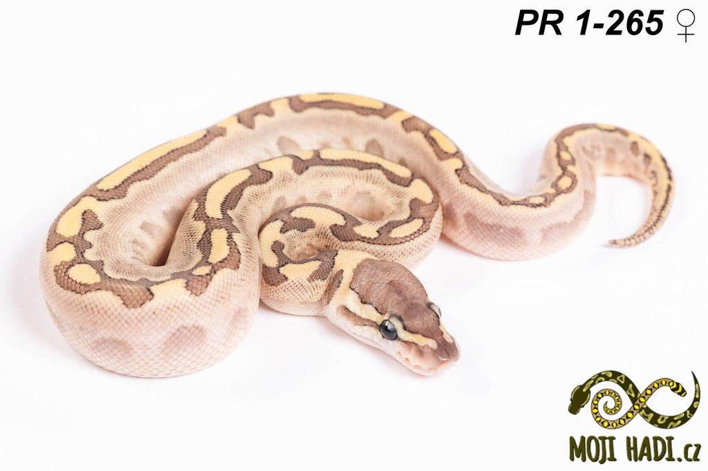 Krajta královská - Python regius