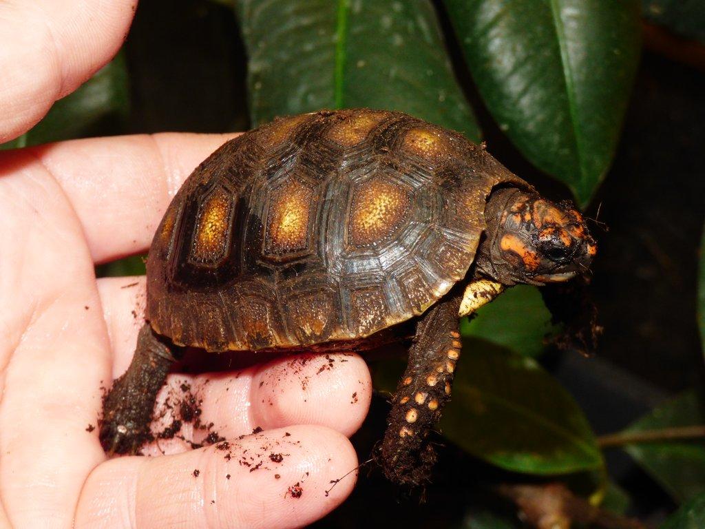 Želva uhlířská (Chelonoidis carbonaria) vlastní odchov