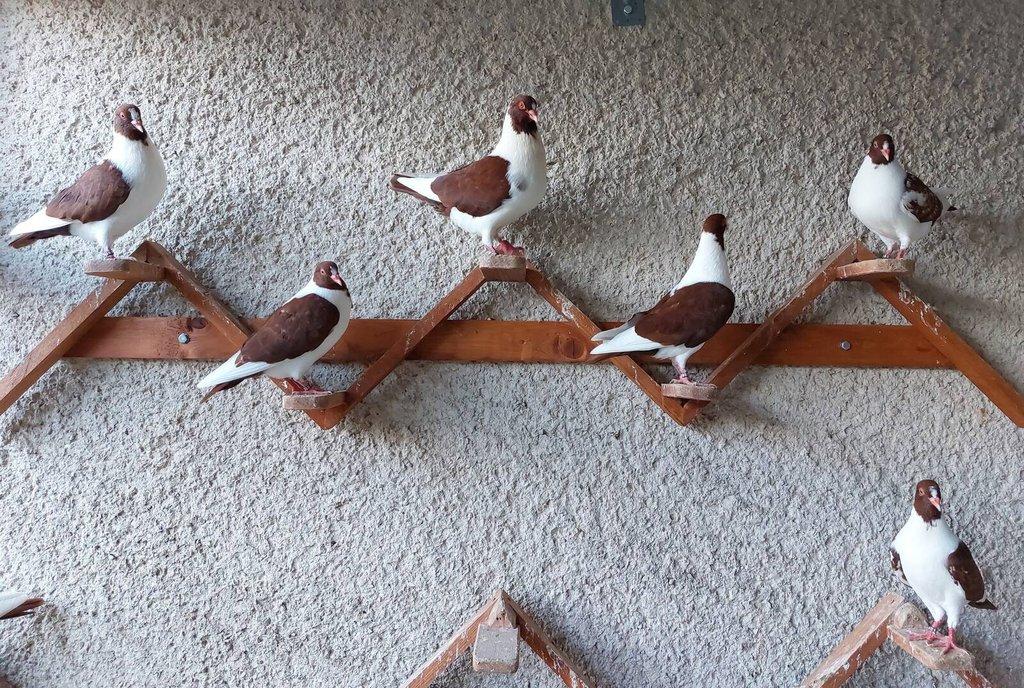 Prácheňský káník modrý bělopruhý a červený