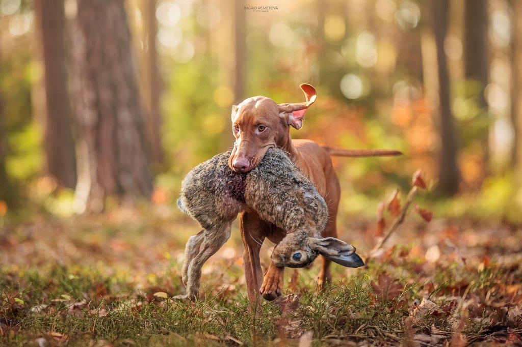 Štěně maďarského ohaře krátkosrstého (MOK/Vizsla) s PP