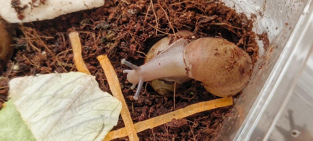 Archachatina Puylaerti Benin