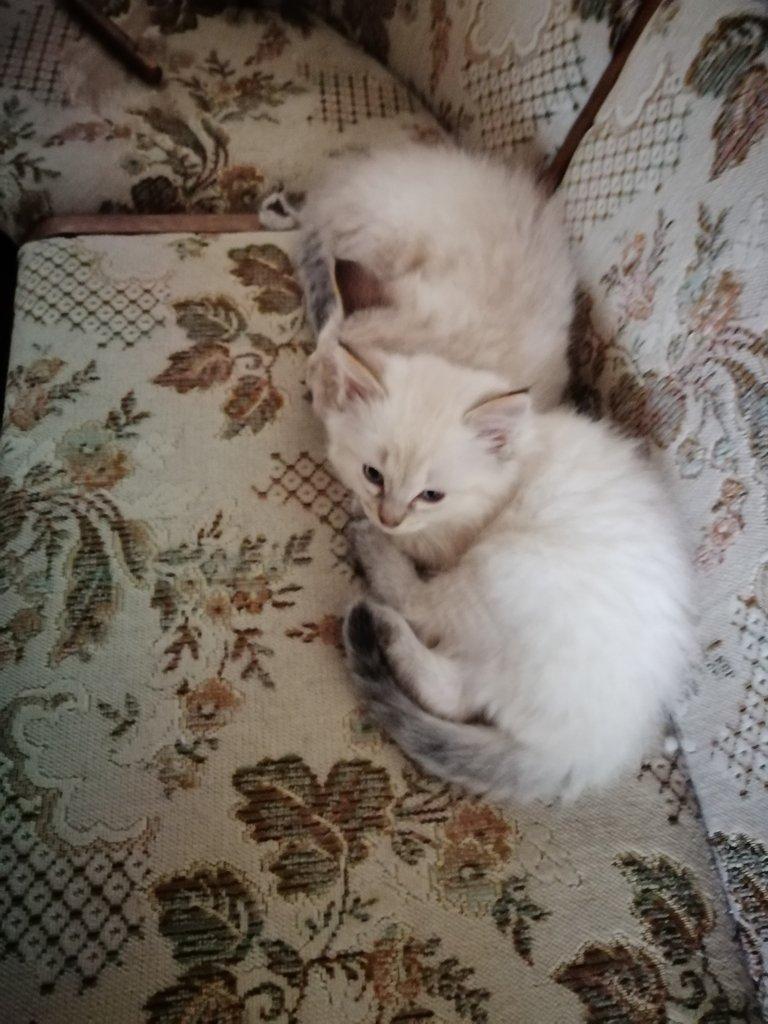 Kocourek Ragdoll
