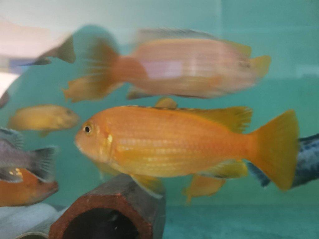 TLAMOVCI MALAWI CHOMUTOV + Mražené krmivo ARTEMIE, KORETRA, SERA FLORA