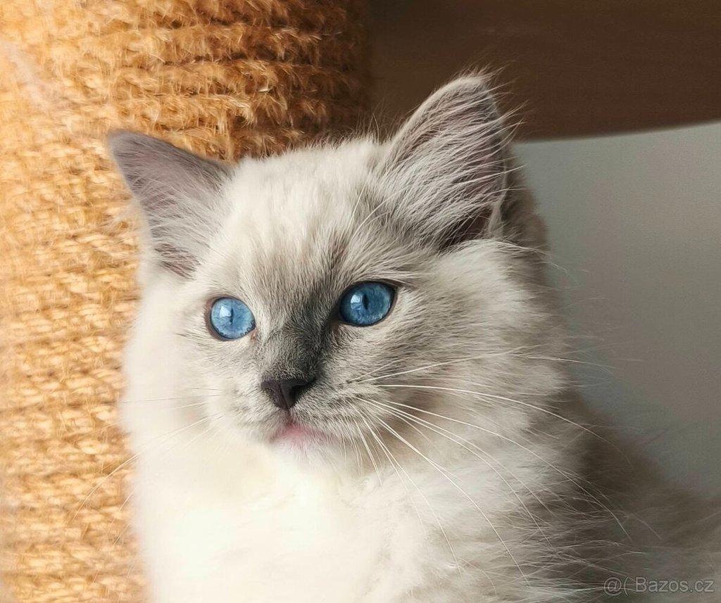 Ragdoll koťátko s PP (FIFE)