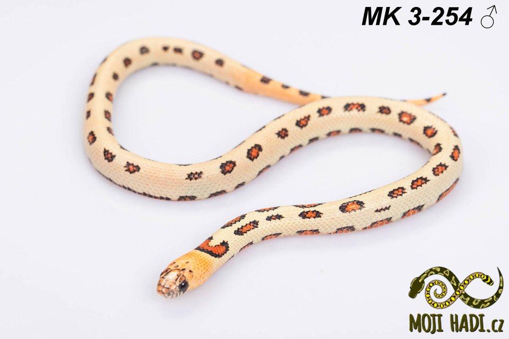 MAGMAKING - korálovka - Lampropeltis