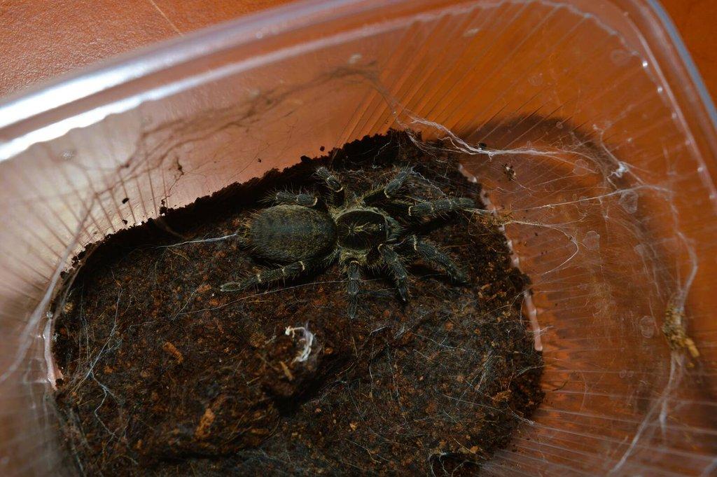 Pterinochilus chordatus 2,5-3,5cm