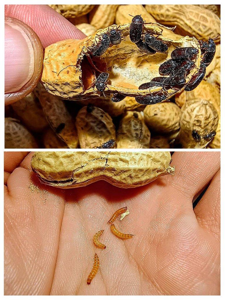 🥜Ulomoides dermestoides / Arašídový brouk