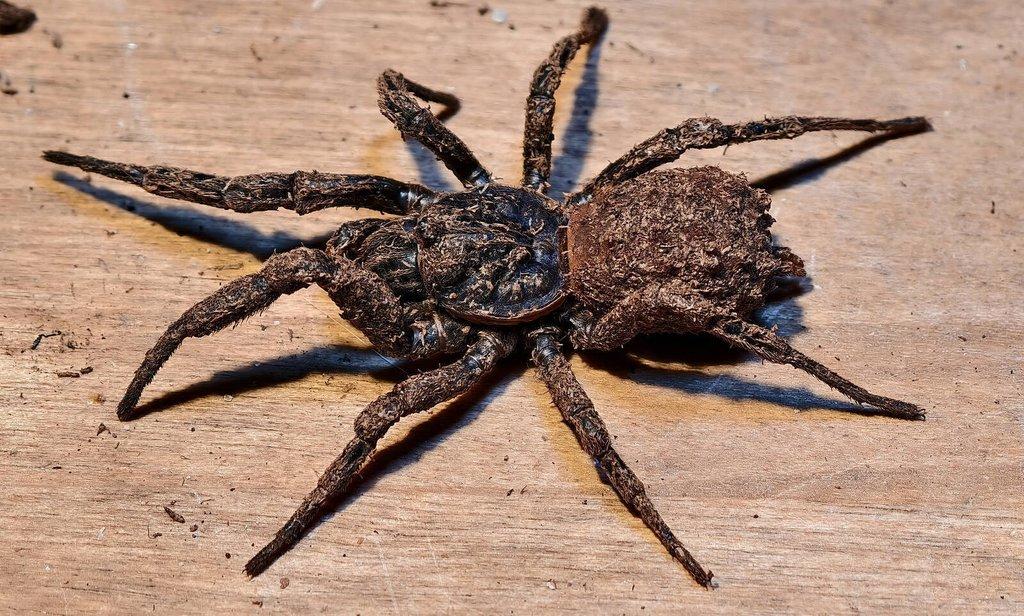 Sklípkani na Živou Exotiku a ZOO Trhy