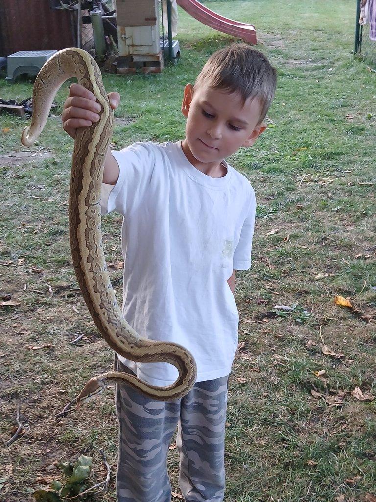 Python regius King pin 0.1