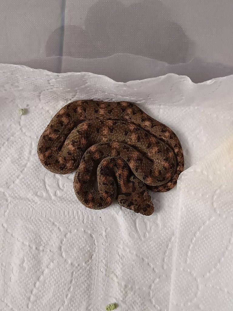 Trimeresurus, Bothriechis