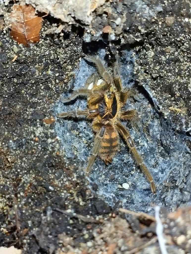 Neoholothele fasciaaurinigra