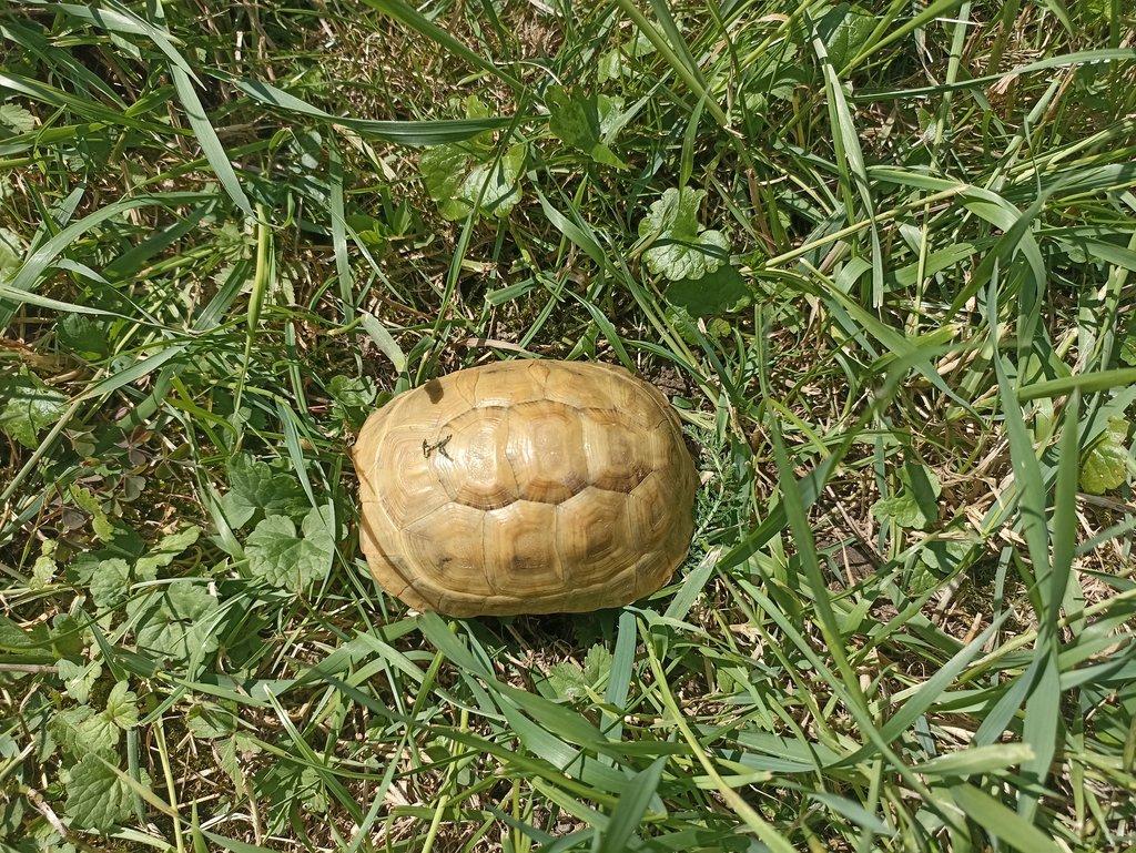 Testudo graeca terrestris