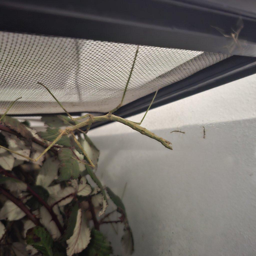 Strašilka rohatá (Medauroidea extradentata)