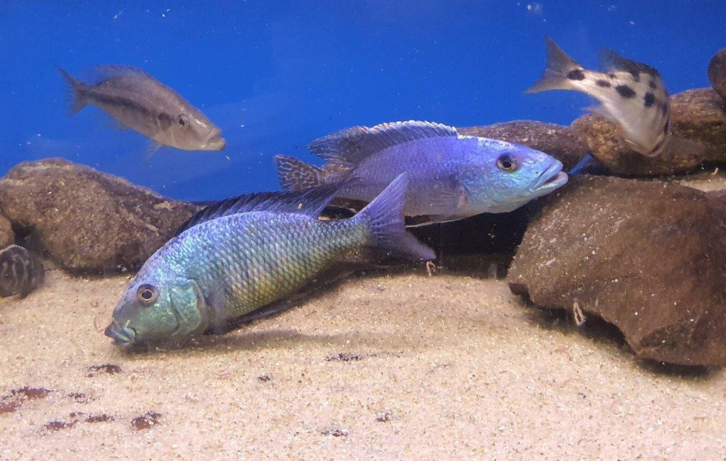 Malawi, Tanganika- odchovy