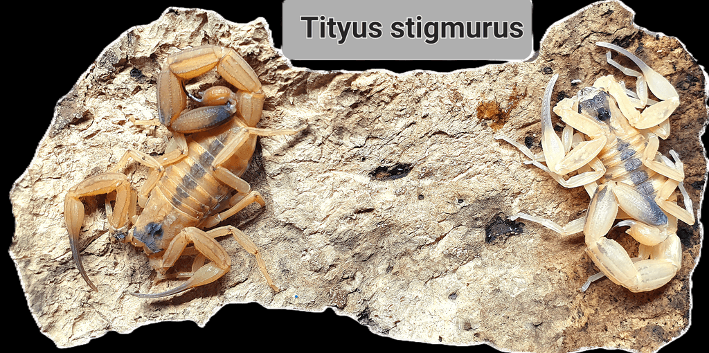 Tityus stigmurus