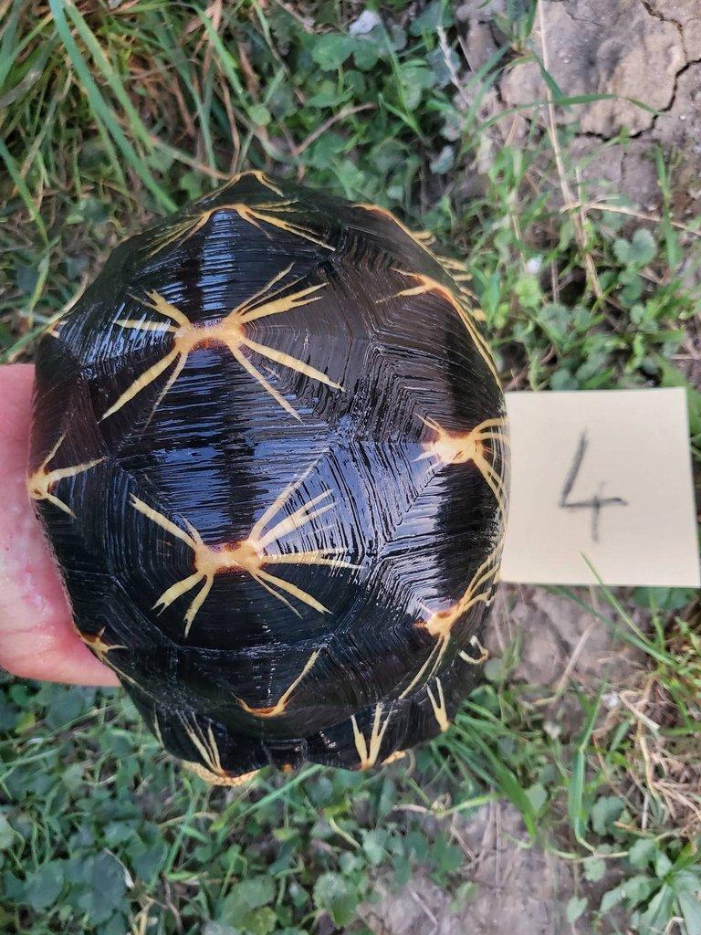 Astrochelys radiata subadult