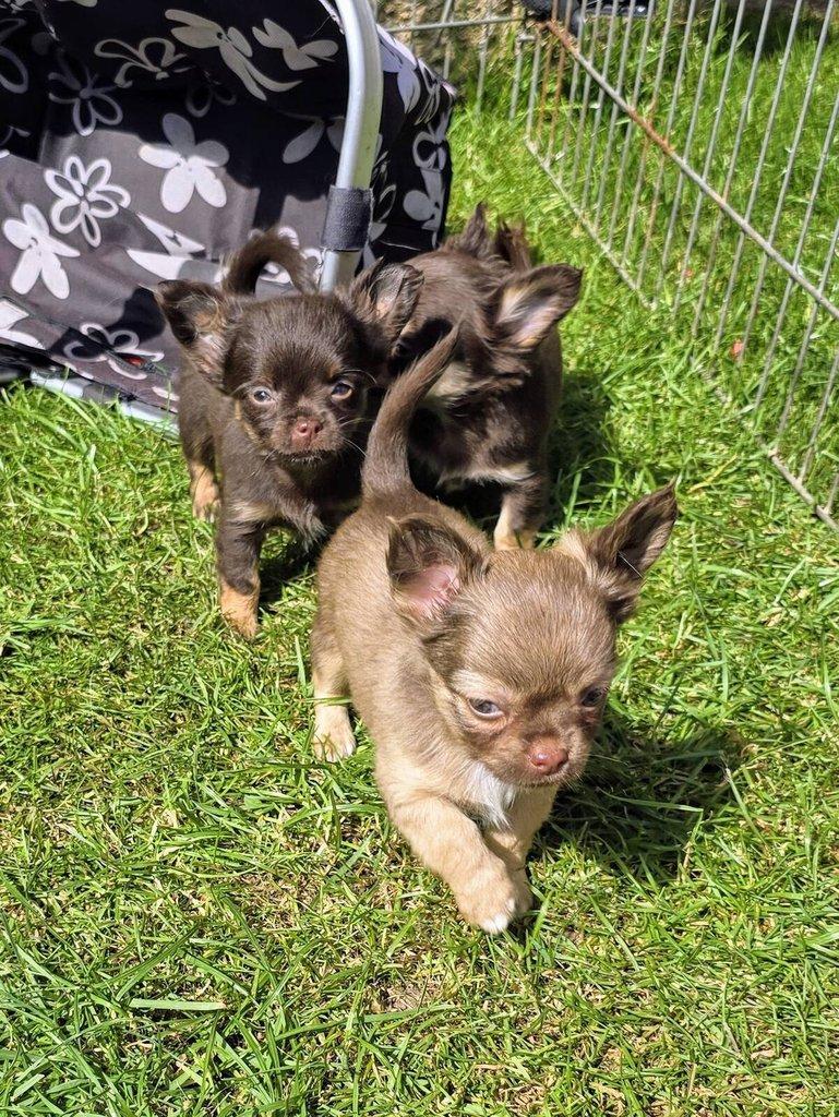 čivava dlouhosrstá s PP fenka ihned k odběru
