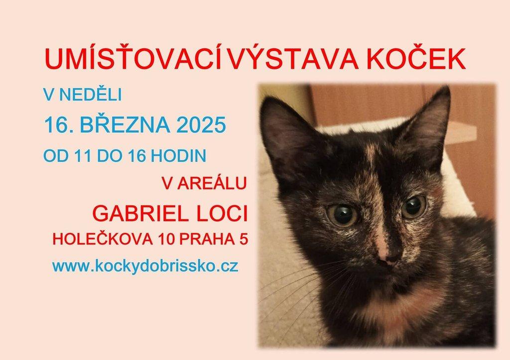 Umísťovací výstava koček v objektu Gabriel Loci v Praze 5 Smíchov