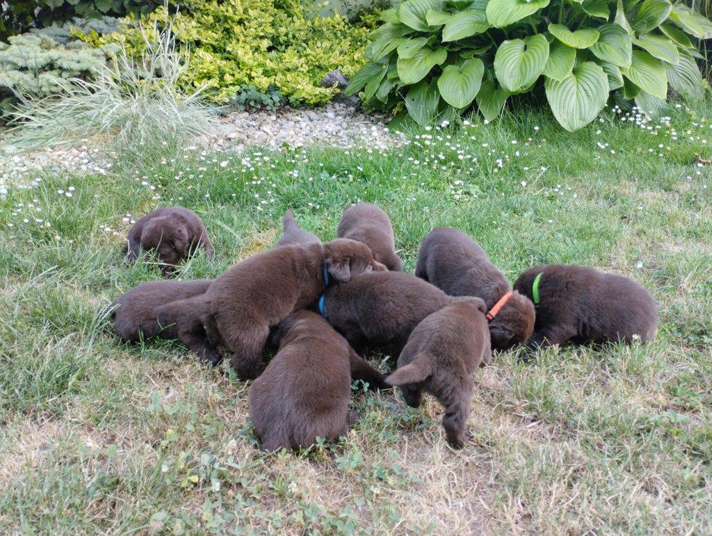 Štěňátka Labrador retriever